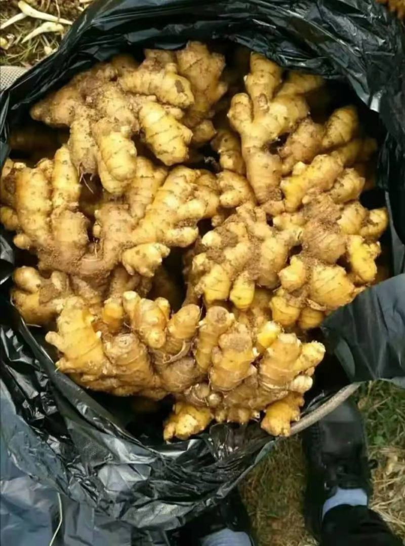 【视频看货】优质小黄姜一手货源，保质保量价格优惠
