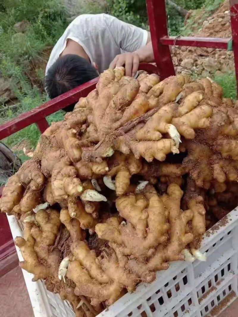 【视频看货】优质小黄姜一手货源，保质保量价格优惠