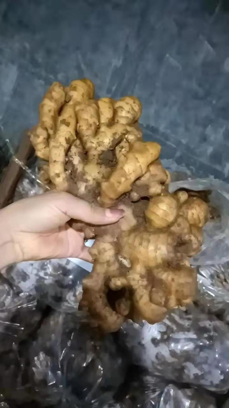 【视频看货】优质小黄姜一手货源，保质保量价格优惠