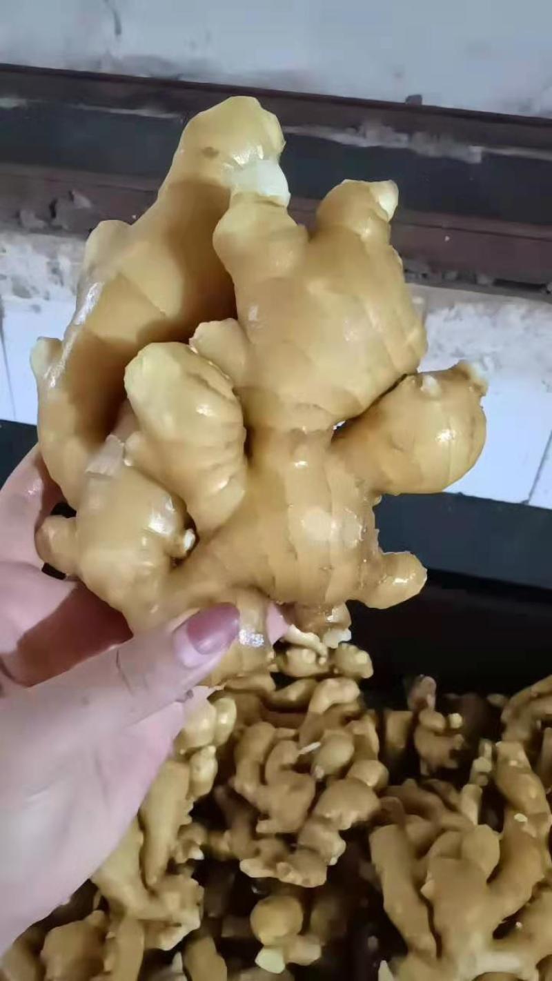 【视频看货】优质小黄姜一手货源，保质保量价格优惠