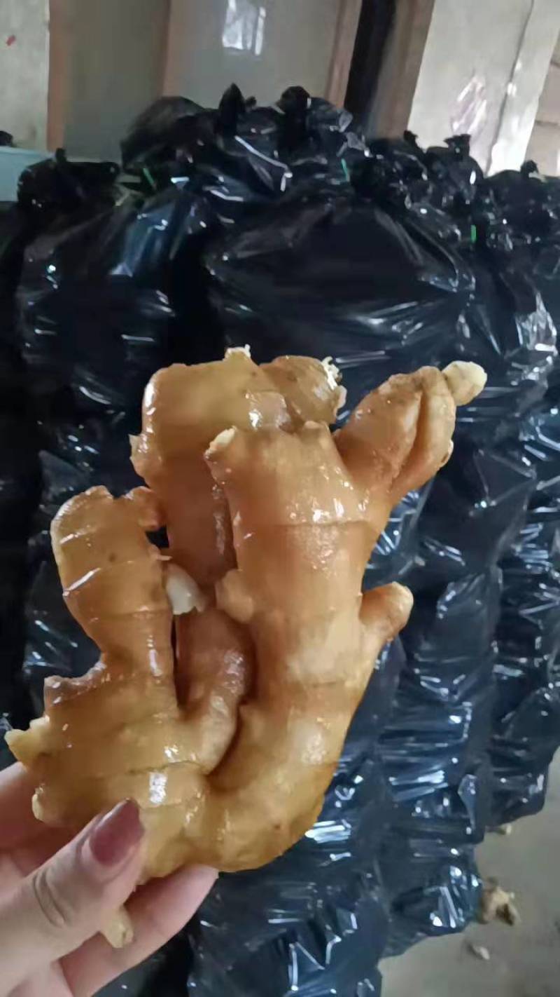 【视频看货】优质小黄姜一手货源，保质保量价格优惠
