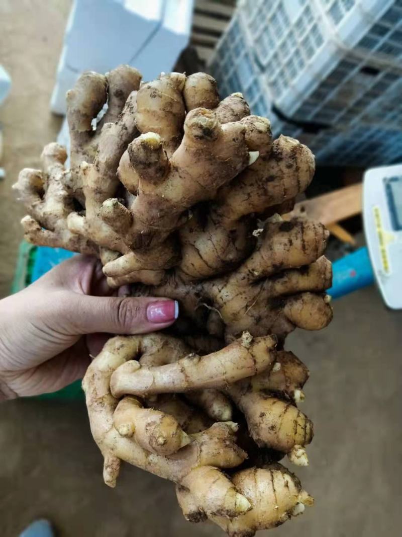 【视频看货】优质小黄姜一手货源，保质保量价格优惠