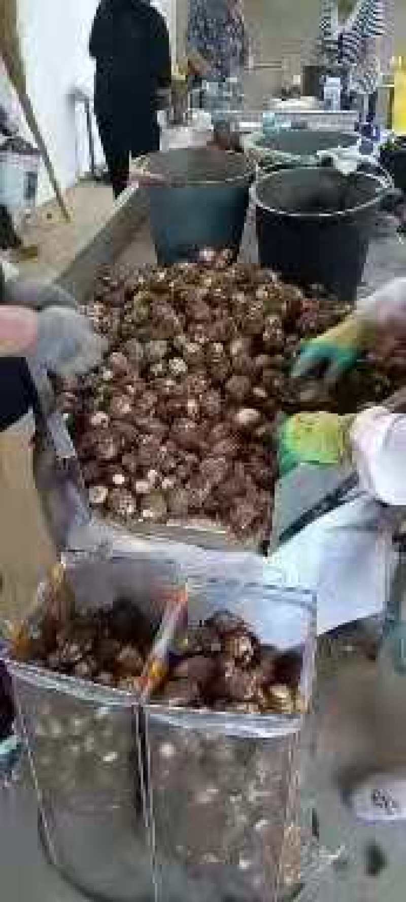 【牛商优选】优质8520毛芋头大量现货，货源充足