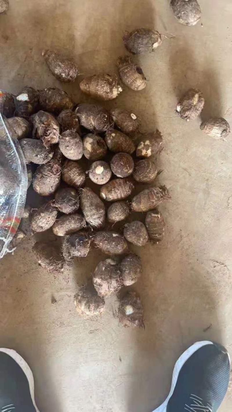 【牛商优选】优质8520毛芋头大量现货，货源充足