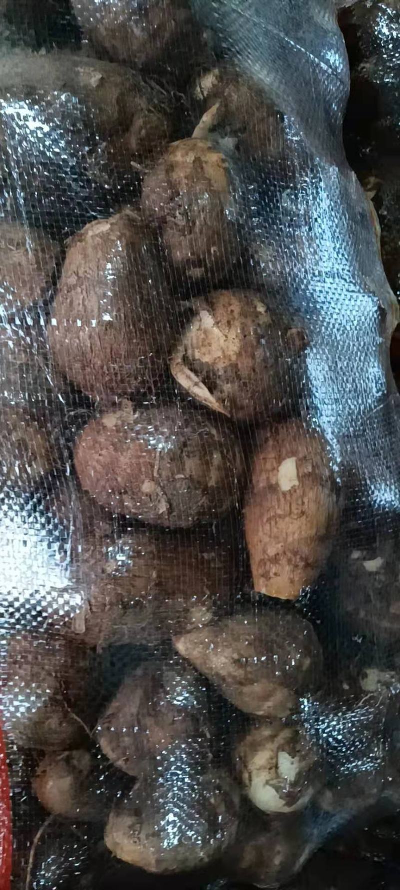 【牛商优选】优质8520毛芋头大量现货，货源充足