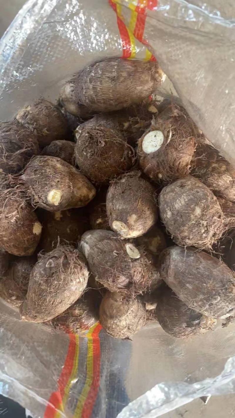【牛商优选】优质8520毛芋头大量现货，货源充足