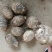【牛商优选】优质8520毛芋头大量现货,货源充足