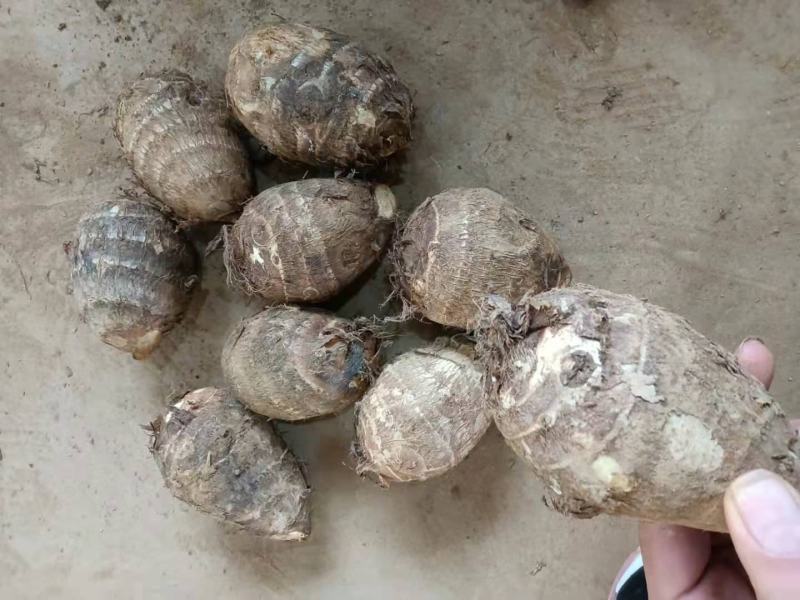 【牛商优选】优质8520毛芋头大量现货，货源充足