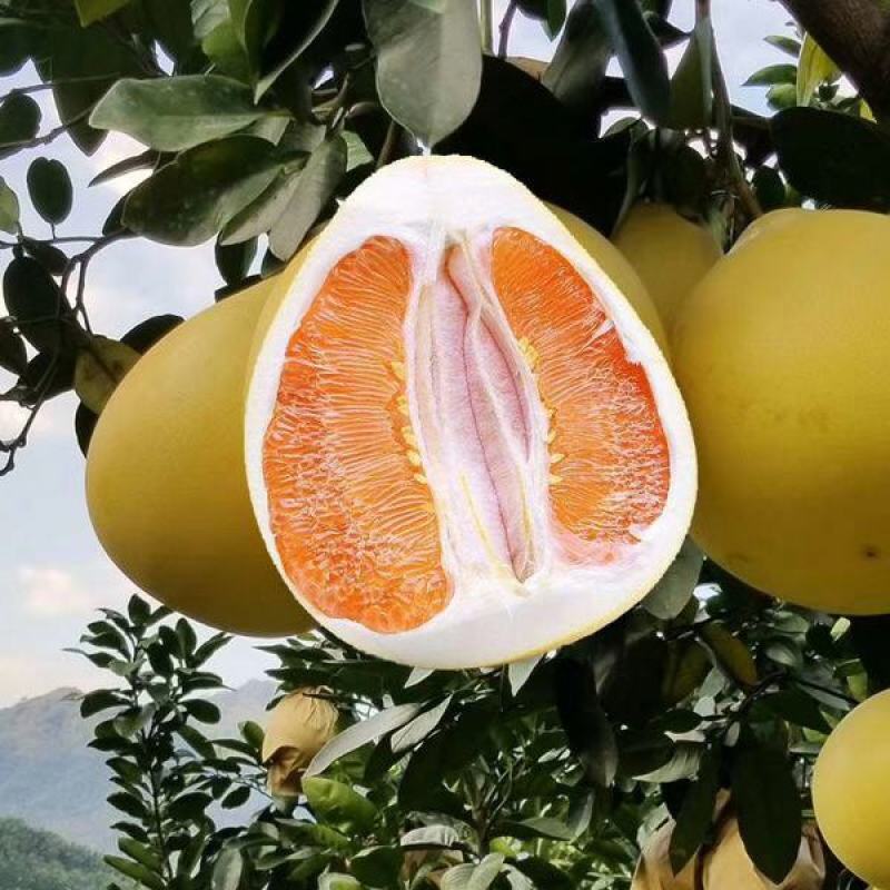黄心柚5斤/10斤包邮黄肉柚蜜柚橙心柚一件代发