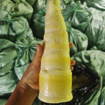 麻竹笋基地，笋尾巴大量供应整年有货实力对接
