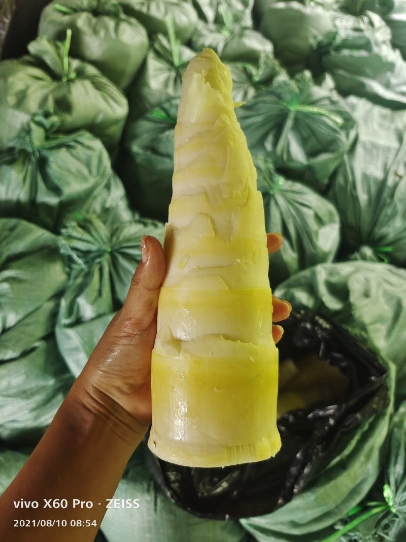 麻竹笋基地，笋尾巴大量供应整年有货实力对接