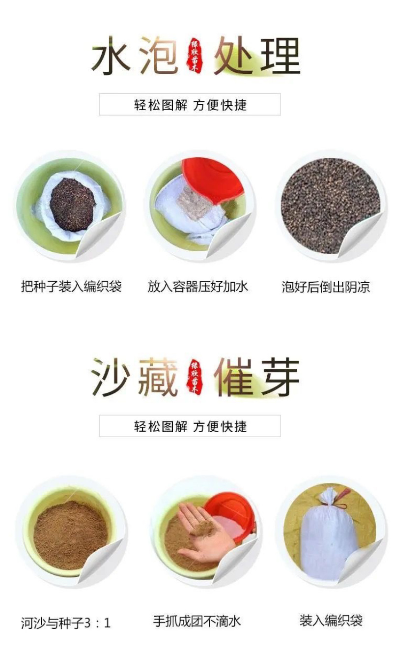 八棱海棠种子，海棠种子，（嫁接苹果和各种海棠）出芽率高