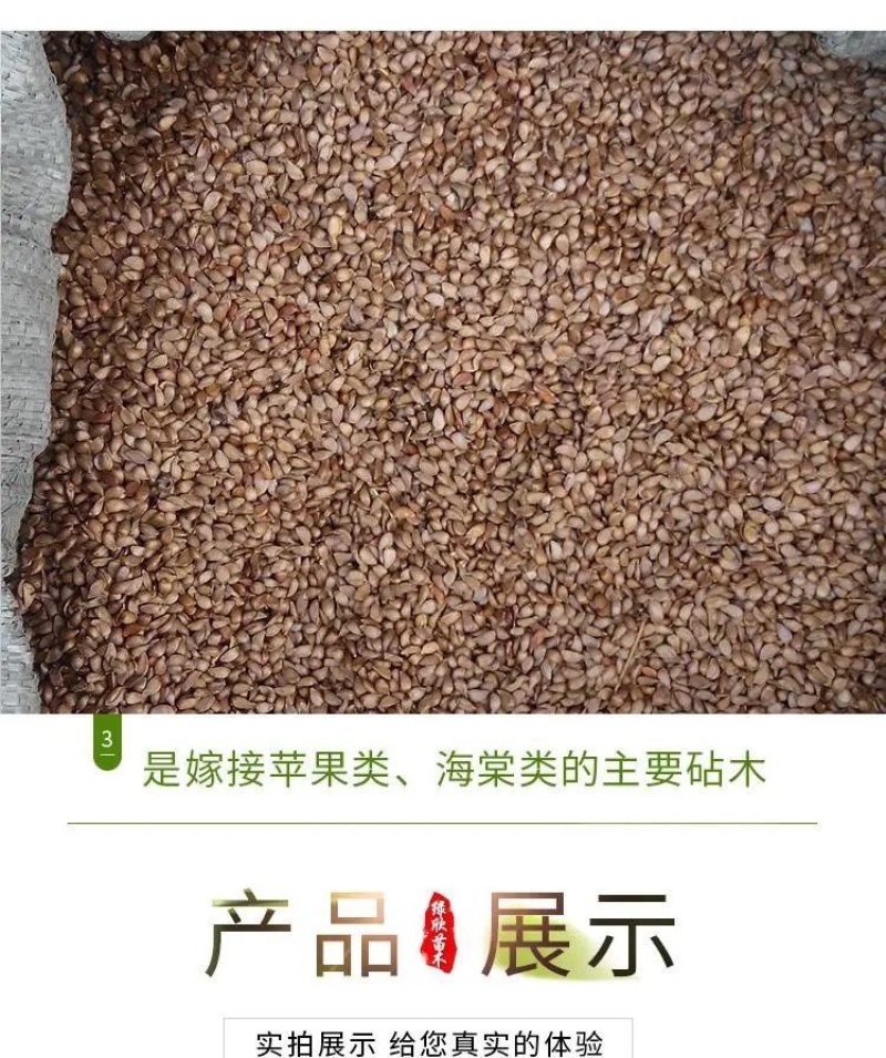 八棱海棠种子，海棠种子，（嫁接苹果和各种海棠）出芽率高