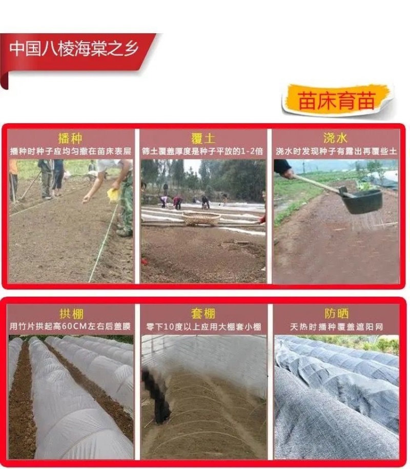 八棱海棠种子，海棠种子，（嫁接苹果和各种海棠）出芽率高
