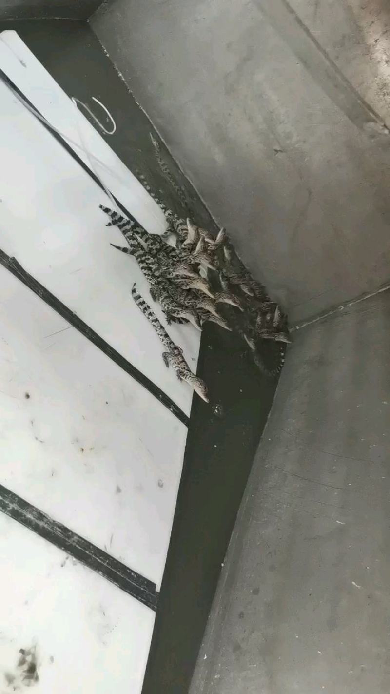商品活体鳄鱼全国发货一条也发货可视频挑选