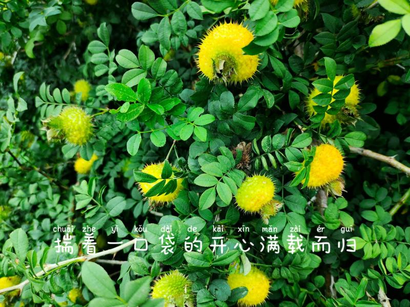 刺梨