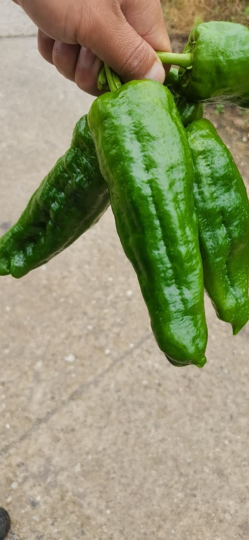 鲜辣椒
