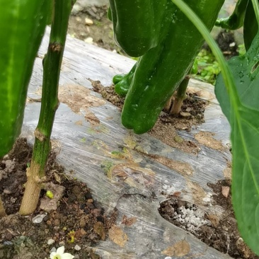 鲜辣椒