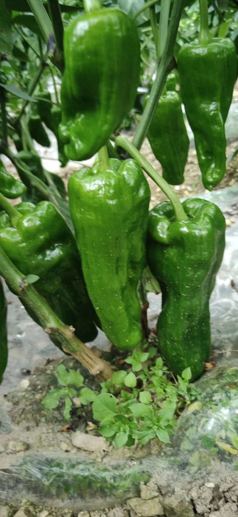 鲜辣椒