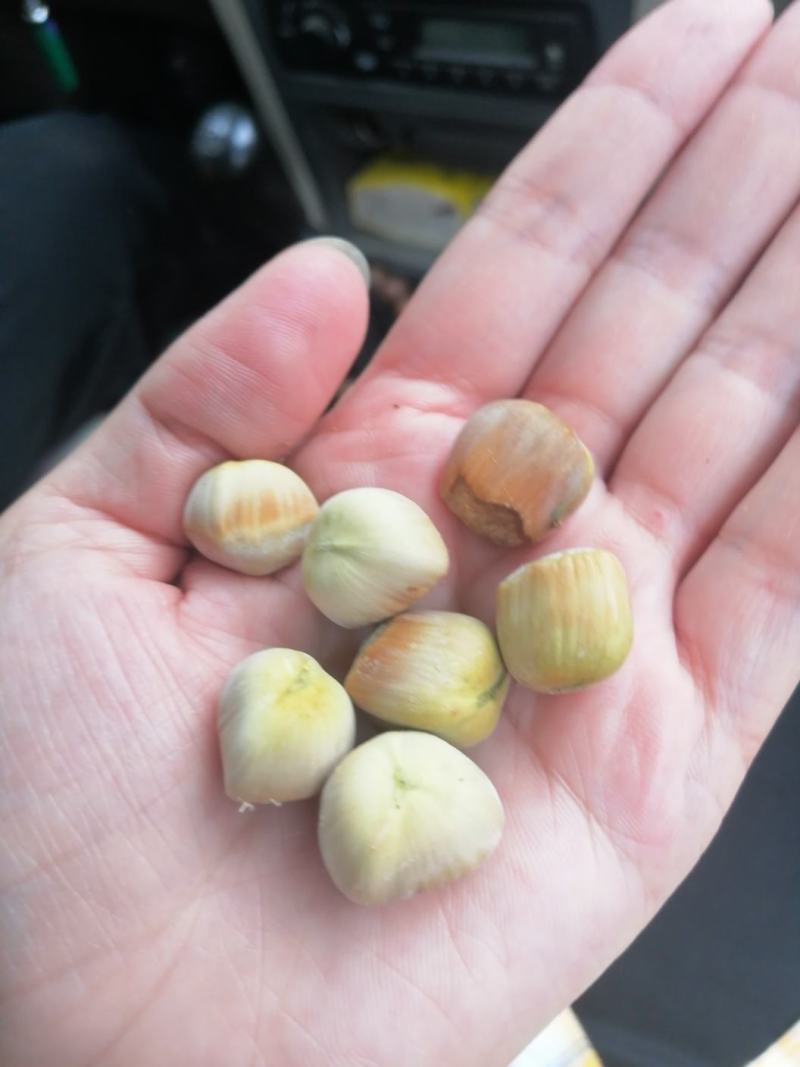 野生榛子，绿皮榛子，脱皮榛子可选择，无农药，享受自然美味