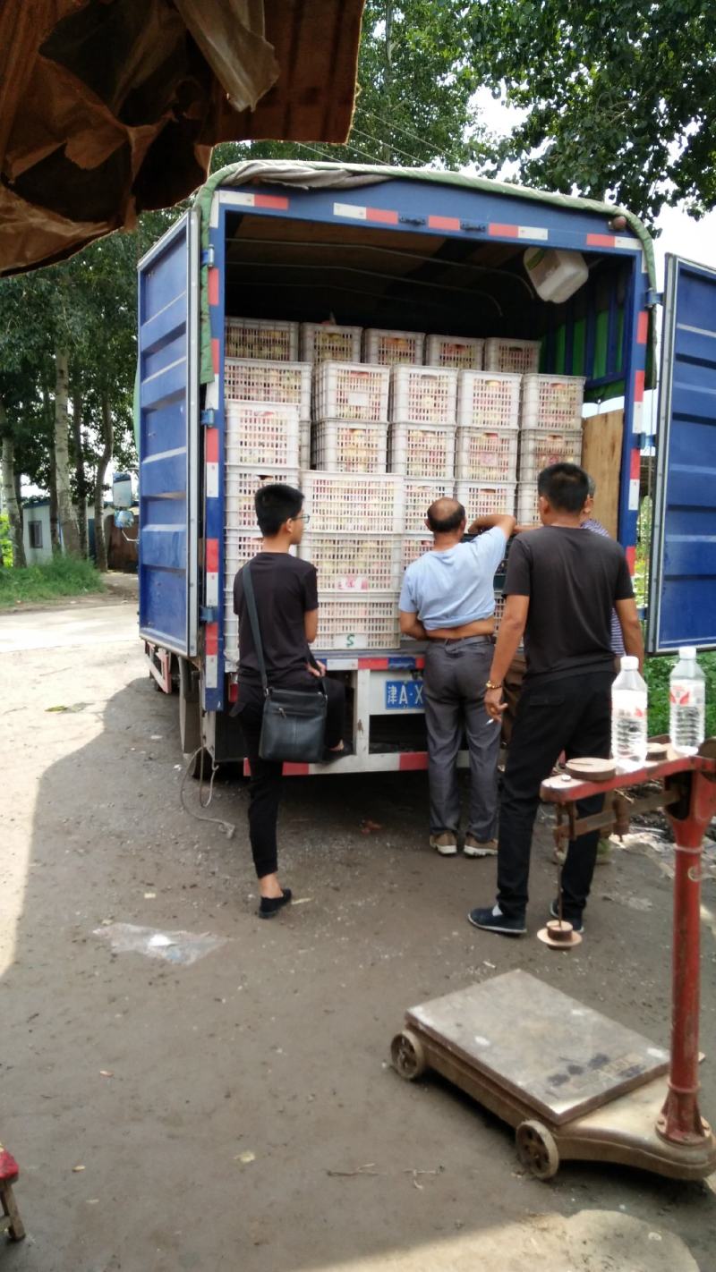 以结束美八苹果大量上市中我是果蔬代购中心诚信为本