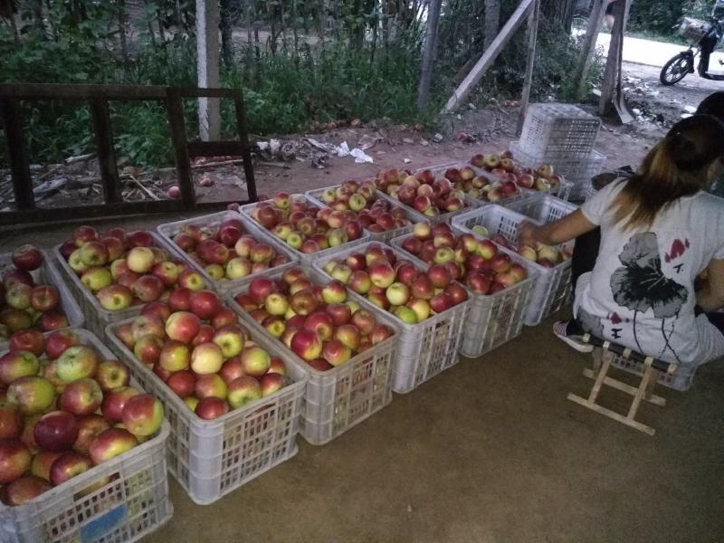 以结束美八苹果大量上市中我是果蔬代购中心诚信为本