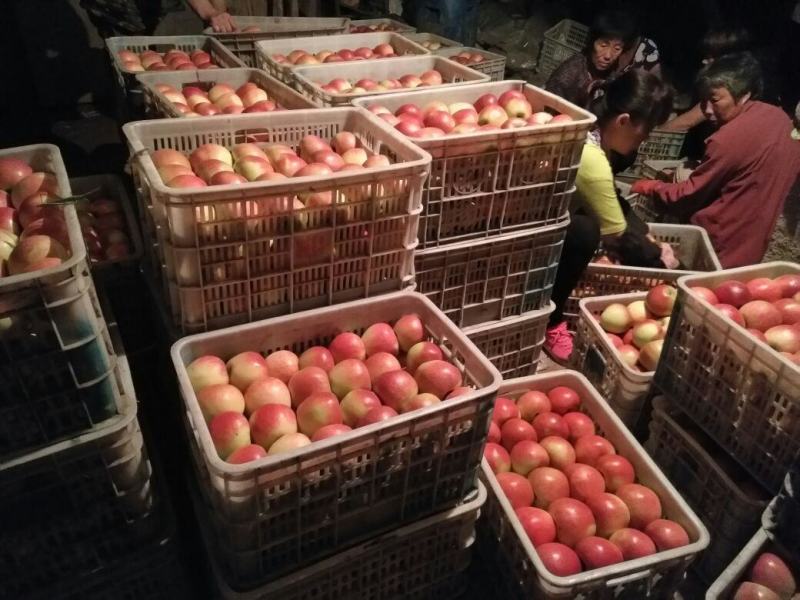 以结束美八苹果大量上市中我是果蔬代购中心诚信为本