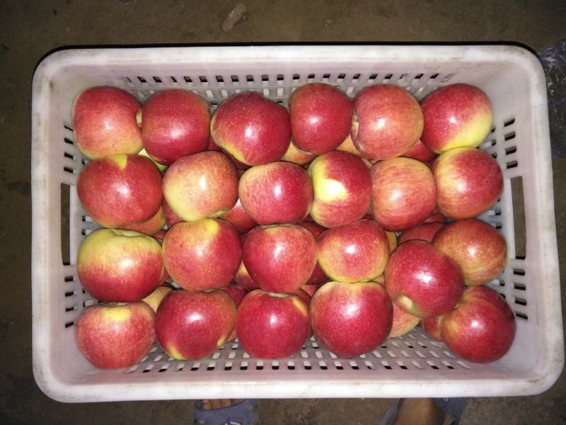 以结束美八苹果大量上市中我是果蔬代购中心诚信为本