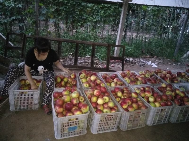 以结束美八苹果大量上市中我是果蔬代购中心诚信为本
