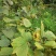 野生榛子，绿皮榛子，脱皮榛子可选择，无农药，享受