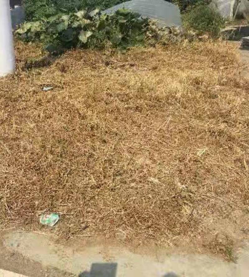 屠欢草甘膦三氯吡全新配方非耕地公路杂草灭生性除草剂