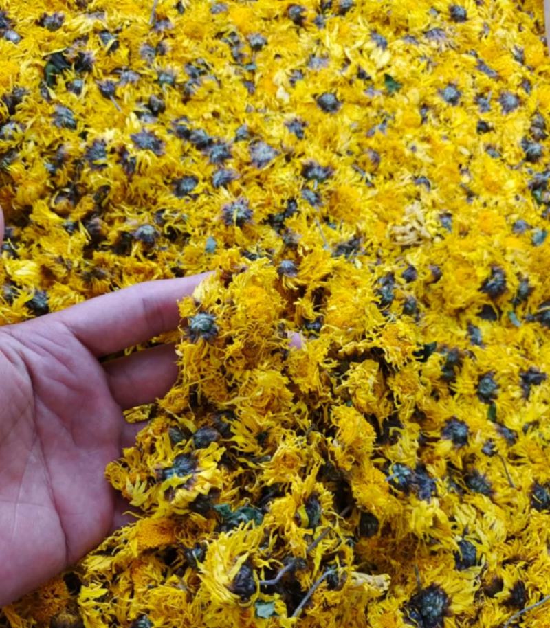 黄菊花统装500g产地黄山振兴药材购销站量大从优