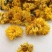 黄菊花统装500g产地黄山振兴药材购销站量大从优