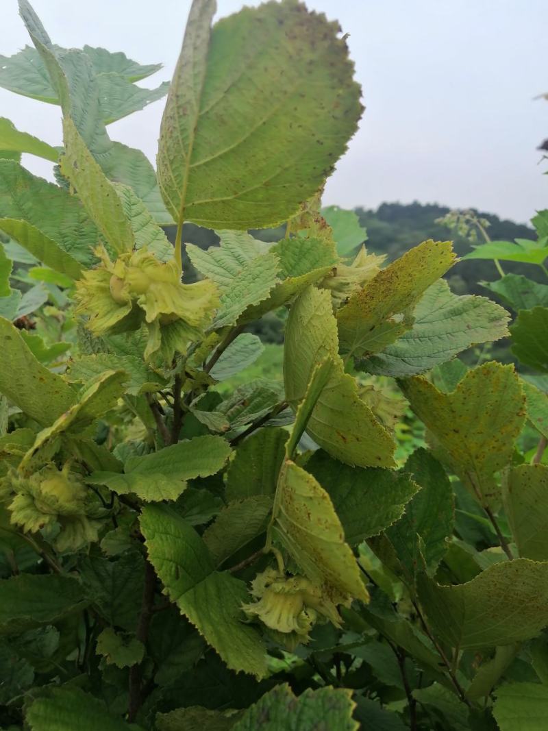 野生榛子，绿皮榛子，脱皮榛子可选择，无农药，享受自然美味