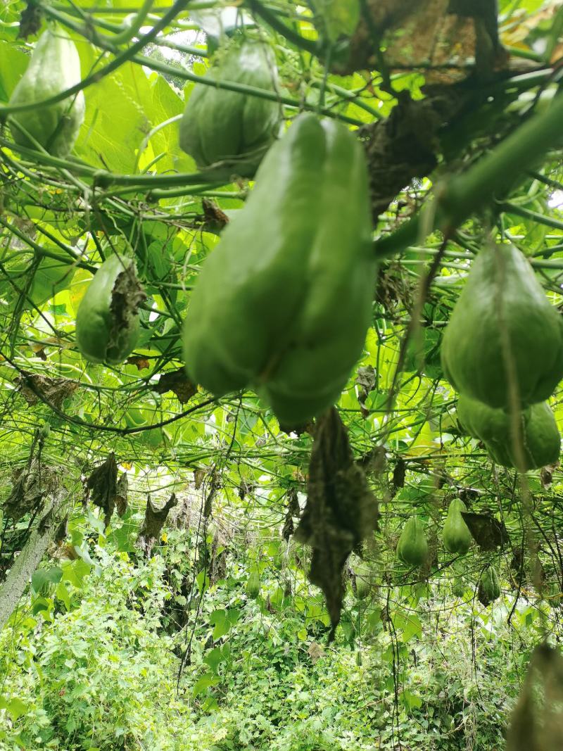 佛手瓜苗龙须菜苗万亩基地提供技术指导，佛手瓜种苗