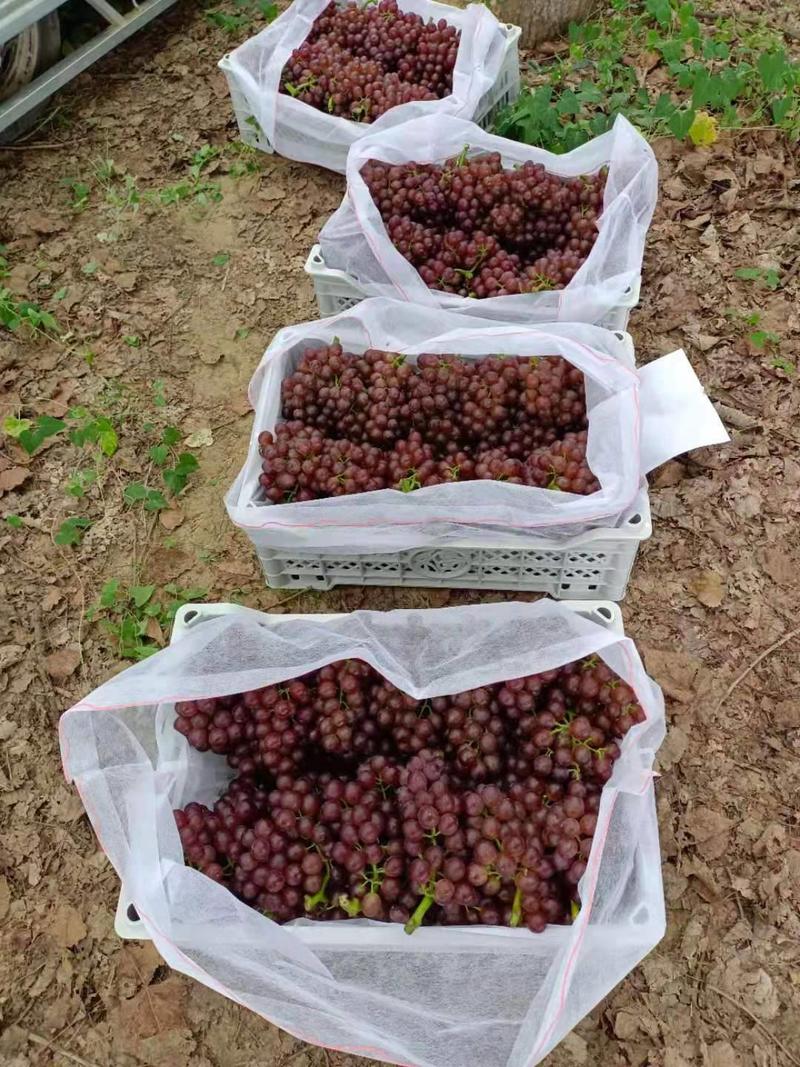 河北省邢台市广宗精品红宝石葡萄欢迎全国客商