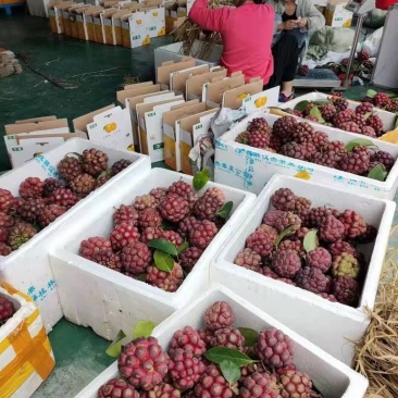黑老虎