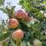 红星苹果中秋王，香味浓郁，馈赠佳品，自己家的果园。