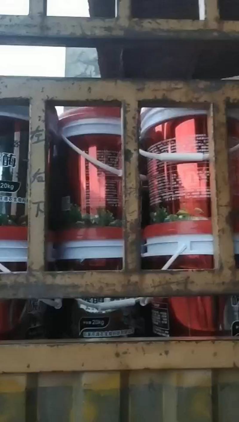 碳酶海藻鱼蛋白肥液，高钙高钾活化土壤，优化生长