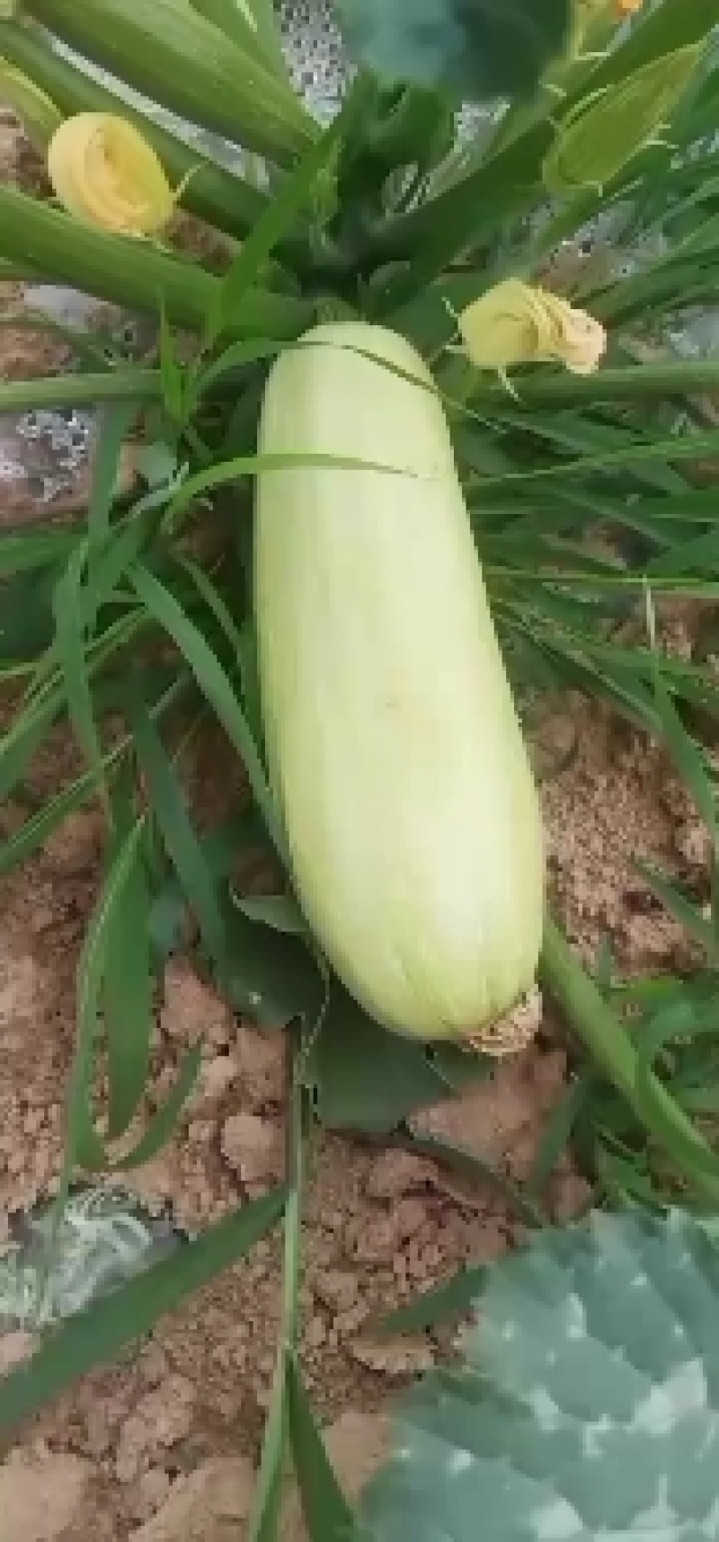 西葫芦