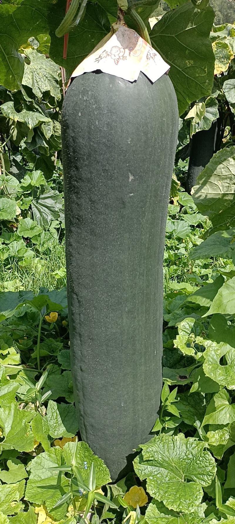 广西黑皮冬瓜，吊冬瓜基地直发，价格优惠质量保证，提供车