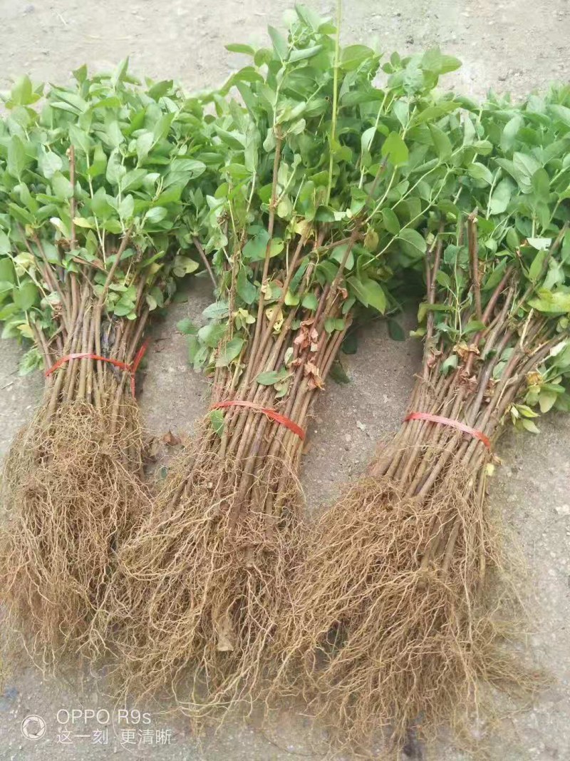 树型金银花苗四季金银花树平邑金银花品种批发苗包邮
