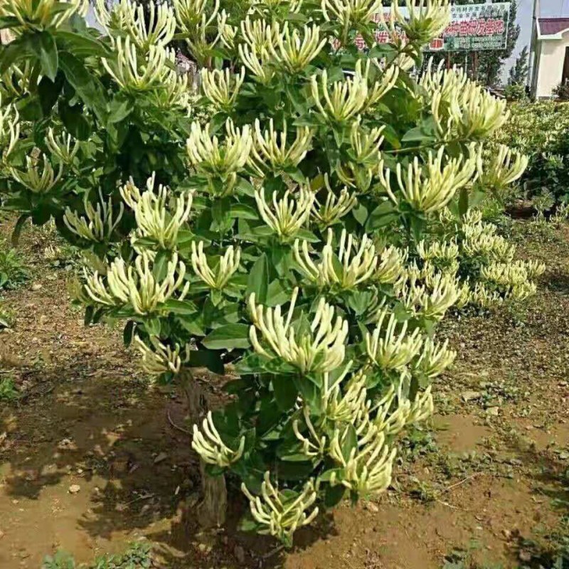 树型金银花苗四季金银花树平邑金银花品种批发苗包邮