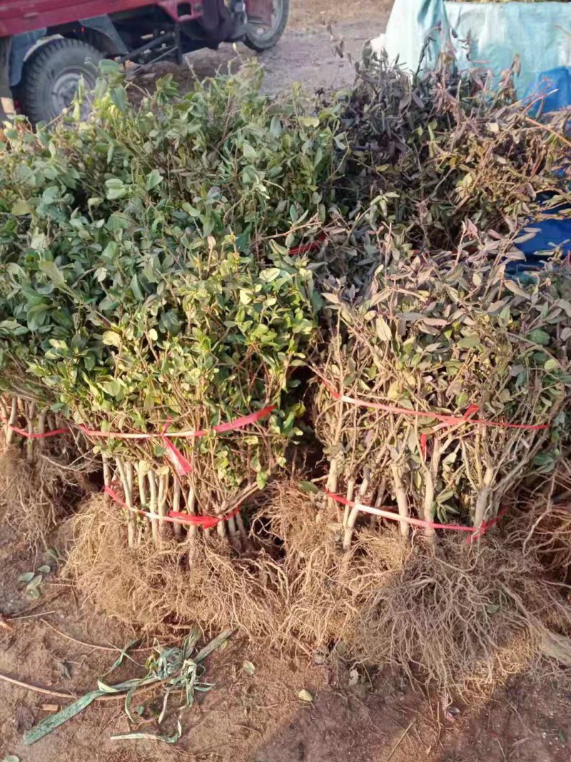 树型金银花苗四季金银花树平邑金银花品种批发苗包邮