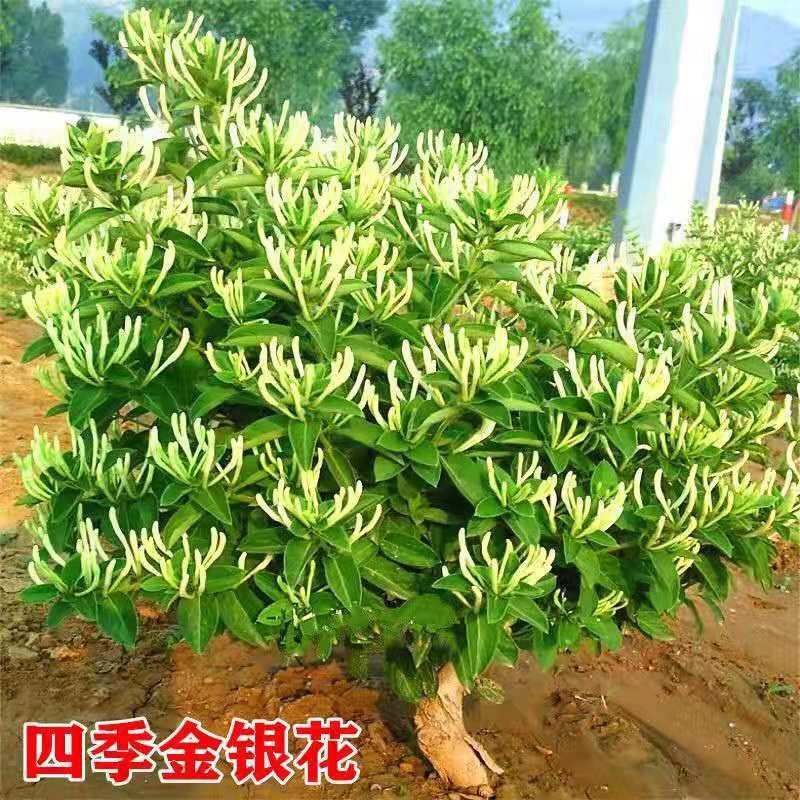 树型金银花苗四季金银花树平邑金银花品种批发苗包邮