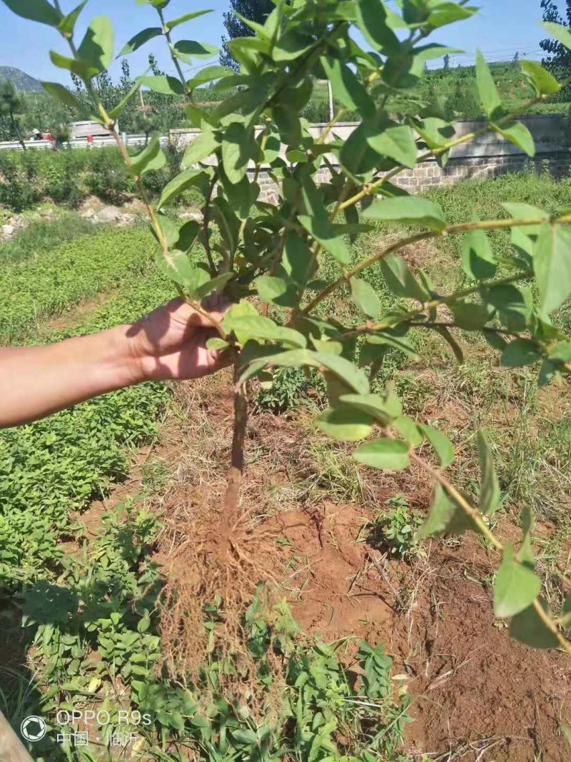树型金银花苗四季金银花树平邑金银花品种批发苗包邮