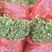 树型金银花苗四季金银花树平邑金银花品种批发苗包邮
