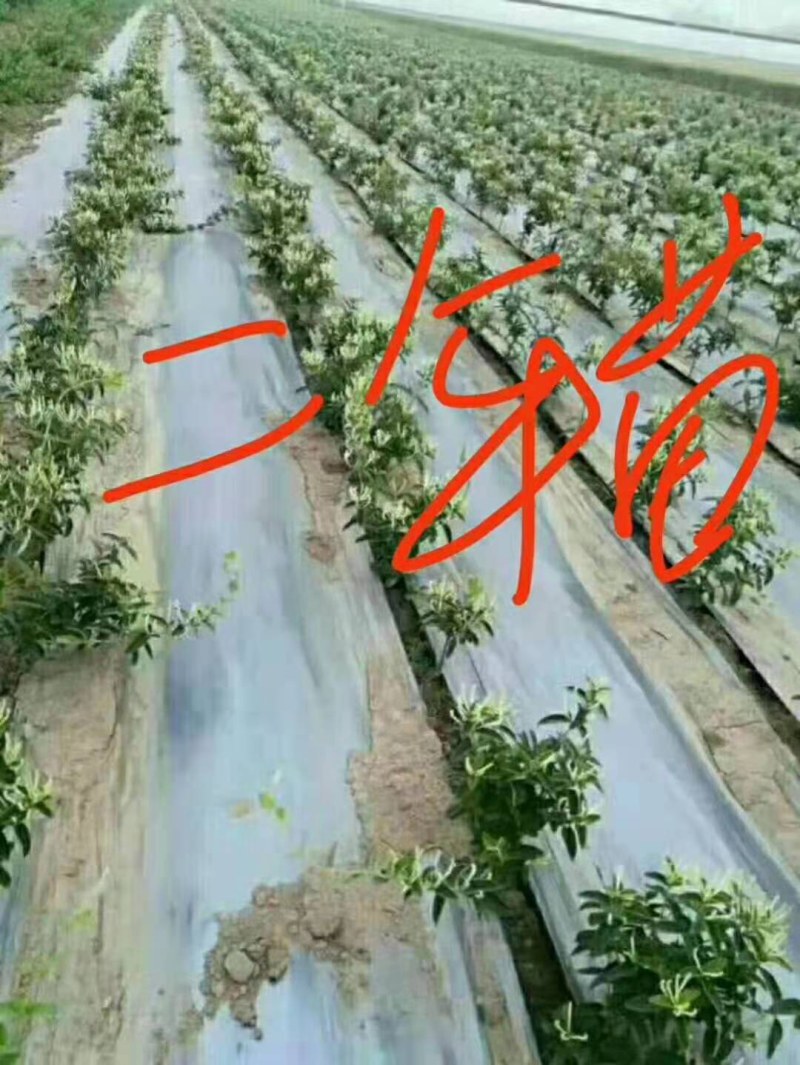 树型金银花苗四季金银花树平邑金银花品种批发苗包邮