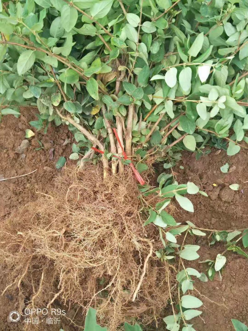 树型金银花苗四季金银花树平邑金银花品种批发苗包邮
