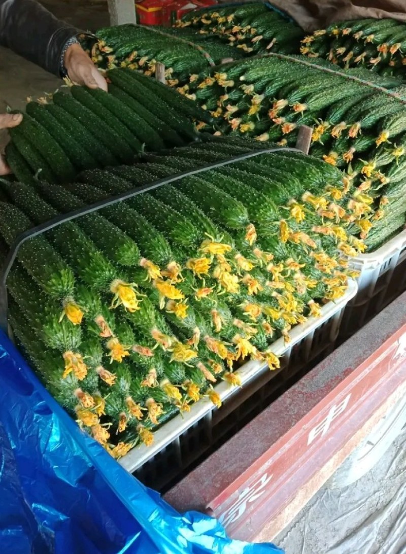【推荐黄瓜】山东莘县密刺鲜花，干花，条直，油亮，保质量